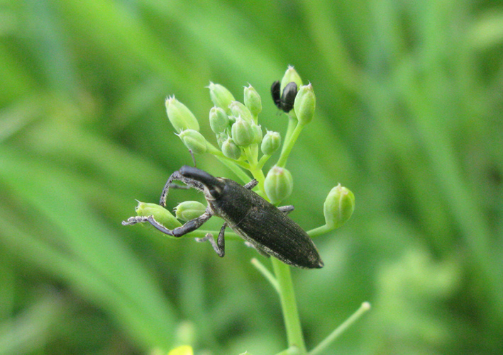 Lixus con Nitidulidae